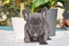 Photo №4. I will sell french bulldog in the city of Canki.  - price - 350$