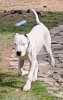 Additional photos: Dogo Argentino puppies