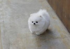 Photo №1. pomeranian - for sale in the city of Abu Dhabi | Is free | Announcement № 11029