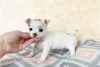 Photo №2 to announcement № 116457 for the sale of non-pedigree dogs - buy in Germany private announcement