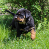 Additional photos: Rottweiler puppy