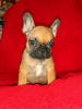 Photo №4. I will sell french bulldog in the city of Rostov-on-Don. breeder - price - 267$