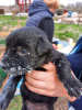 Additional photos: Giant Schnauzer cute puppies for sale