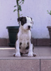 Photo №4. I will sell american staffordshire terrier in the city of Belgrade. breeder - price - negotiated