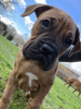 Photo №2 to announcement № 71692 for the sale of boxer - buy in Australia private announcement, breeder