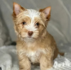 Photo №1. yorkshire terrier - for sale in the city of Poznan | 423$ | Announcement № 126649