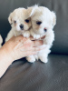 Photo №4. I will sell maltese dog in the city of Ванкувер.  - price - 2500$
