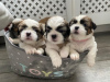 Photo №3. Adorable Shih Tzu Puppies for free adoption. Germany