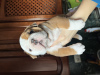 Photo №3. English bulldog puppies for sale. Belarus