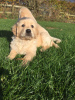 Photo №4. I will sell golden retriever in the city of Berlin. private announcement, from nursery - price - 433$