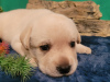 Photo №1. labrador retriever - for sale in the city of Mogilyov | 740$ | Announcement № 117145