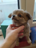 Photo №4. I will sell chihuahua in the city of Munich.  - price - 423$