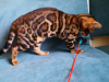 Photo №2 to announcement № 9437 for the sale of bengal cat - buy in Belarus from nursery, breeder