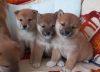 Photo №1. shiba inu - for sale in the city of Deventer | Is free | Announcement № 98141