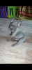 Photo №1. french bulldog - for sale in the city of Kiev | 740$ | Announcement № 38328