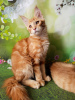 Photo №3. Red Maine Coon girl. Russian Federation