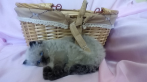 Photo №2 to announcement № 2243 for the sale of persian cat - buy in Belarus private announcement, breeder