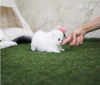Photo №1. pomeranian - for sale in the city of Berlin | 370$ | Announcement № 107548