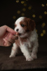 Photo №1. cavalier king charles spaniel - for sale in the city of Berlin | 4140$ | Announcement № 15901