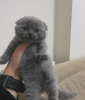 Photo №1. scottish fold - for sale in the city of New York | 250$ | Announcement № 96235