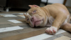 Photo №1. american bully - for sale in the city of Dolgoprudny | 1479$ | Announcement № 68954