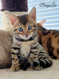 Photo №2 to announcement № 6929 for the sale of bengal cat - buy in Ukraine private announcement, from nursery