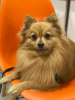 Photo №1. german spitz - for sale in the city of Авсаллар | 500$ | Announcement № 53541