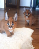 Photo №1. caracal - for sale in the city of Jersey City | negotiated | Announcement № 99564