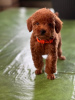 Additional photos: Miniature poodle puppies