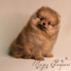 Photo №1. pomeranian - for sale in the city of St. Petersburg | negotiated | Announcement № 17327