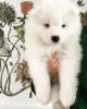 Photo №1. samoyed dog - for sale in the city of Katowice | 423$ | Announcement № 43035