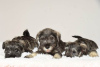 Photo №1. standard schnauzer - for sale in the city of Belgrade | negotiated | Announcement № 108794