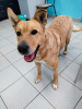 Photo №3. Fiery Jessie-Big Ear is looking for a home!. Russian Federation