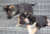 Photo №1. german shepherd - for sale in the city of North Charleston | 340$ | Announcement № 127719