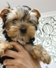 Photo №2 to announcement № 10868 for the sale of yorkshire terrier - buy in Russian Federation private announcement