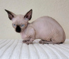 Photo №2 to announcement № 89677 for the sale of sphynx cat - buy in Germany private announcement