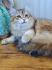 Photo №2 to announcement № 97789 for the sale of siberian cat - buy in Russian Federation private announcement