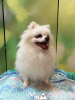 Photo №1. german spitz - for sale in the city of Munich | 423$ | Announcement № 105207