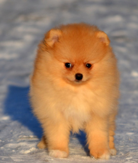 Photo №2 to announcement № 5835 for the sale of pomeranian - buy in Russian Federation from nursery