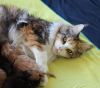 Photo №4. I will sell maine coon in the city of Berlin. breeder - price - 370$