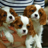 Photo №2 to announcement № 75782 for the sale of cavalier king charles spaniel - buy in Lithuania private announcement, breeder