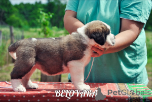 Photo №1. st. bernard - for sale in the city of Minsk | 700$ | Announcement № 7212