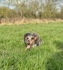 Photo №2 to announcement № 104179 for the sale of dachshund - buy in Germany breeder