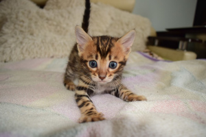 Photo №1. bengal cat - for sale in the city of Voronezh | negotiated | Announcement № 3761