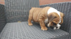 Photo №3. Healthy big bones Kc English Bulldogs puppies only. Germany