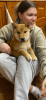 Photo №2 to announcement № 42015 for the sale of shiba inu - buy in Russian Federation breeder