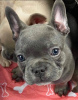 Photo №3. Adorable visual fluffy frenchies. United States