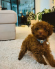 Photo №1. poodle (toy) - for sale in the city of Glasgow | negotiated | Announcement № 122018