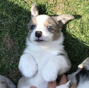Photo №2 to announcement № 6468 for the sale of welsh corgi - buy in Russian Federation breeder