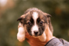 Photo №3. Puppies looking for a home!. Russian Federation